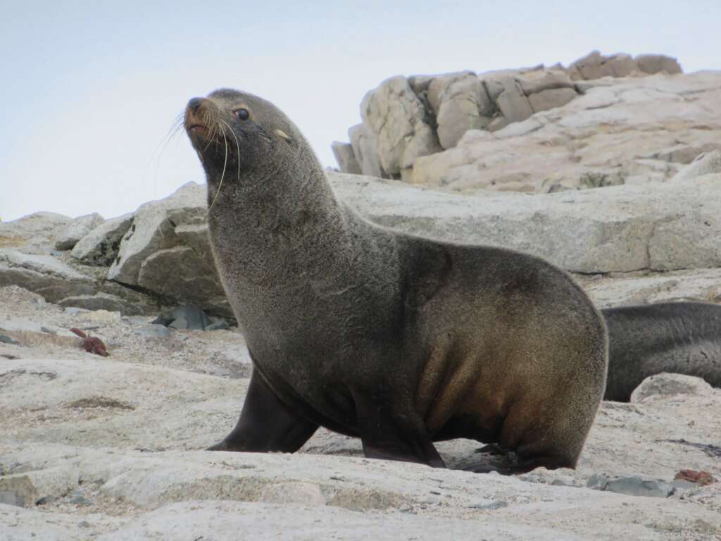 Image of Antarctic Fur Seal