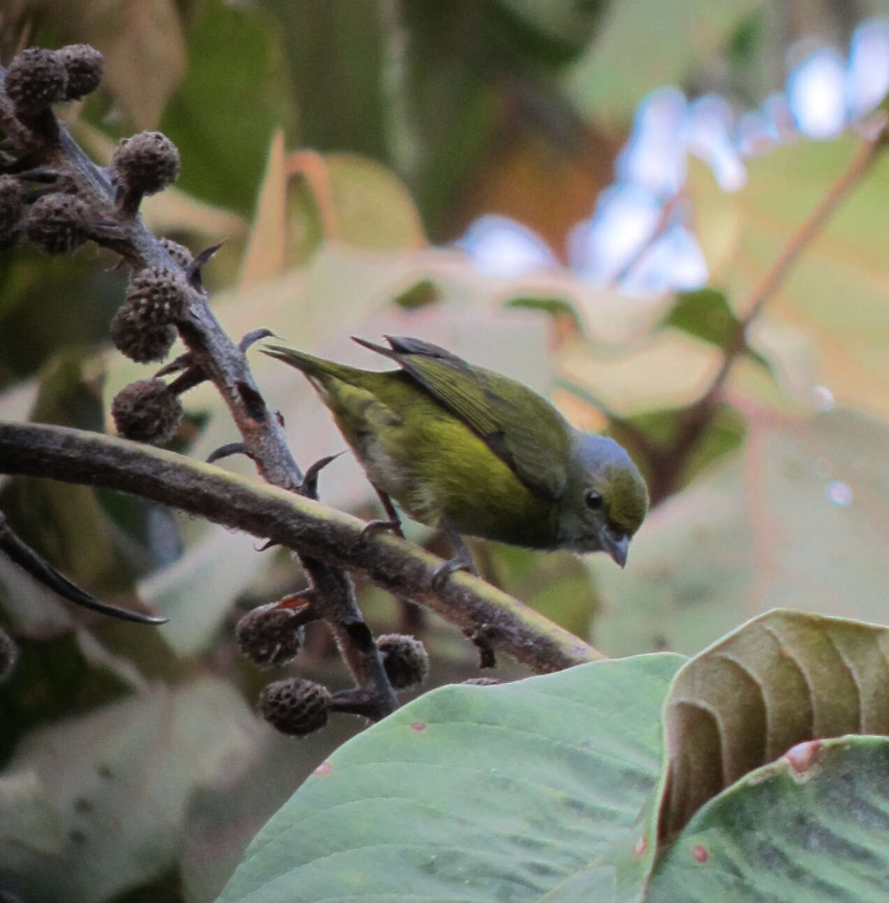 Image of Orange-bellied Euphonia