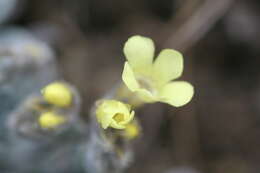 Imagem de Myosotis albosericea Hook. fil.