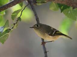 Image of goldcrests and kinglets