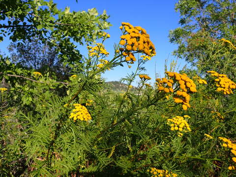 Image of common tansy