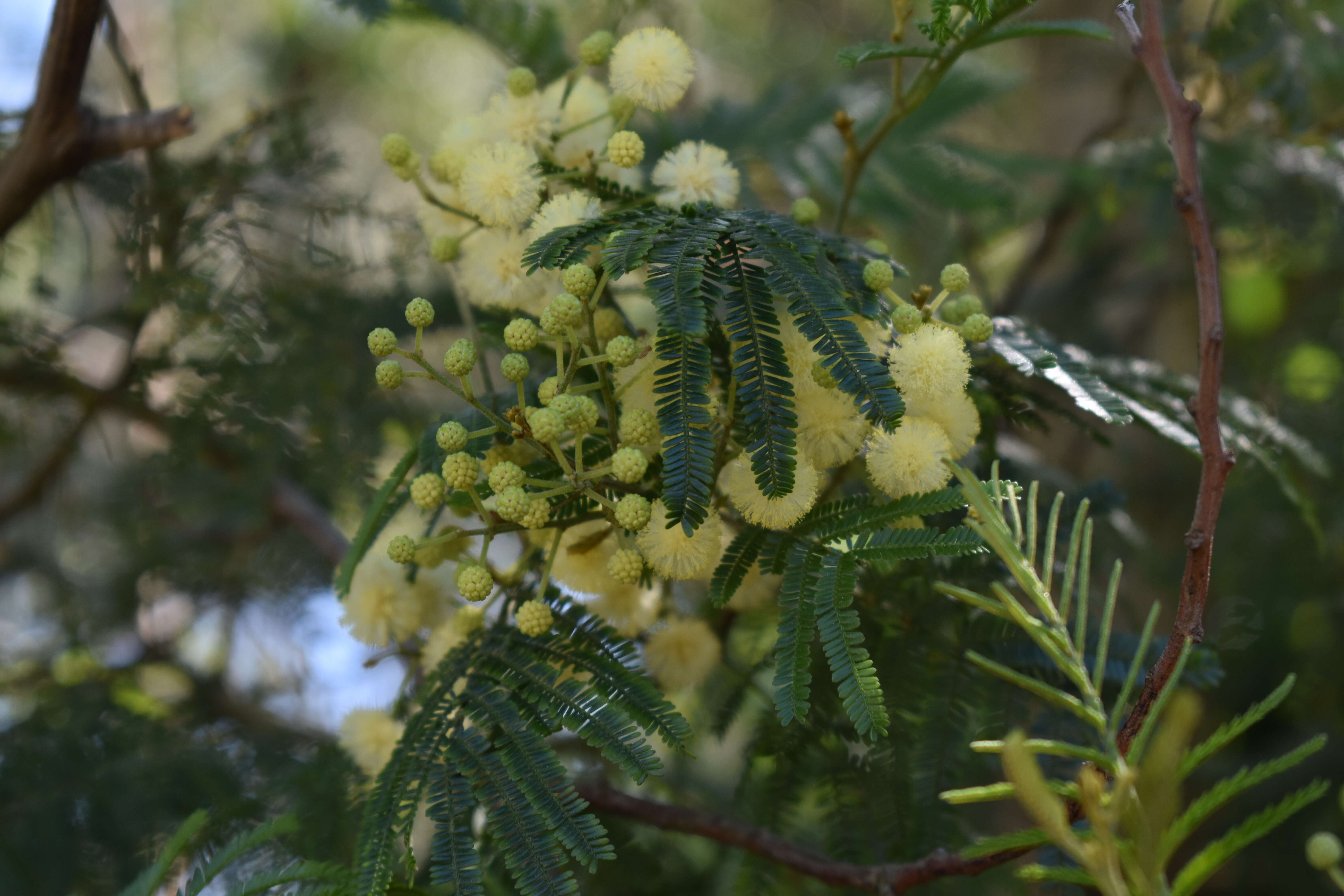 Image of black wattle