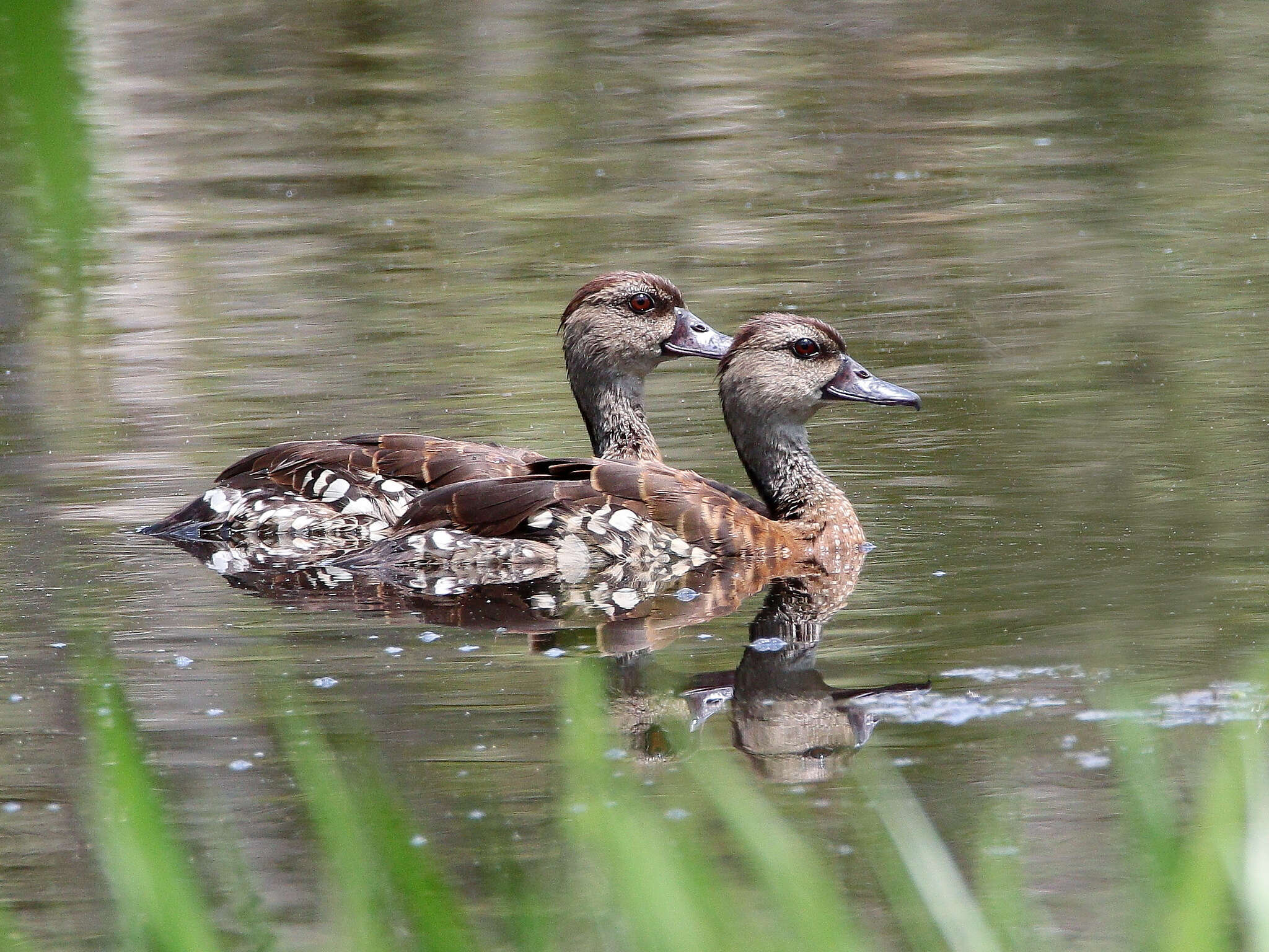 Image of Spotted Whistling Duck