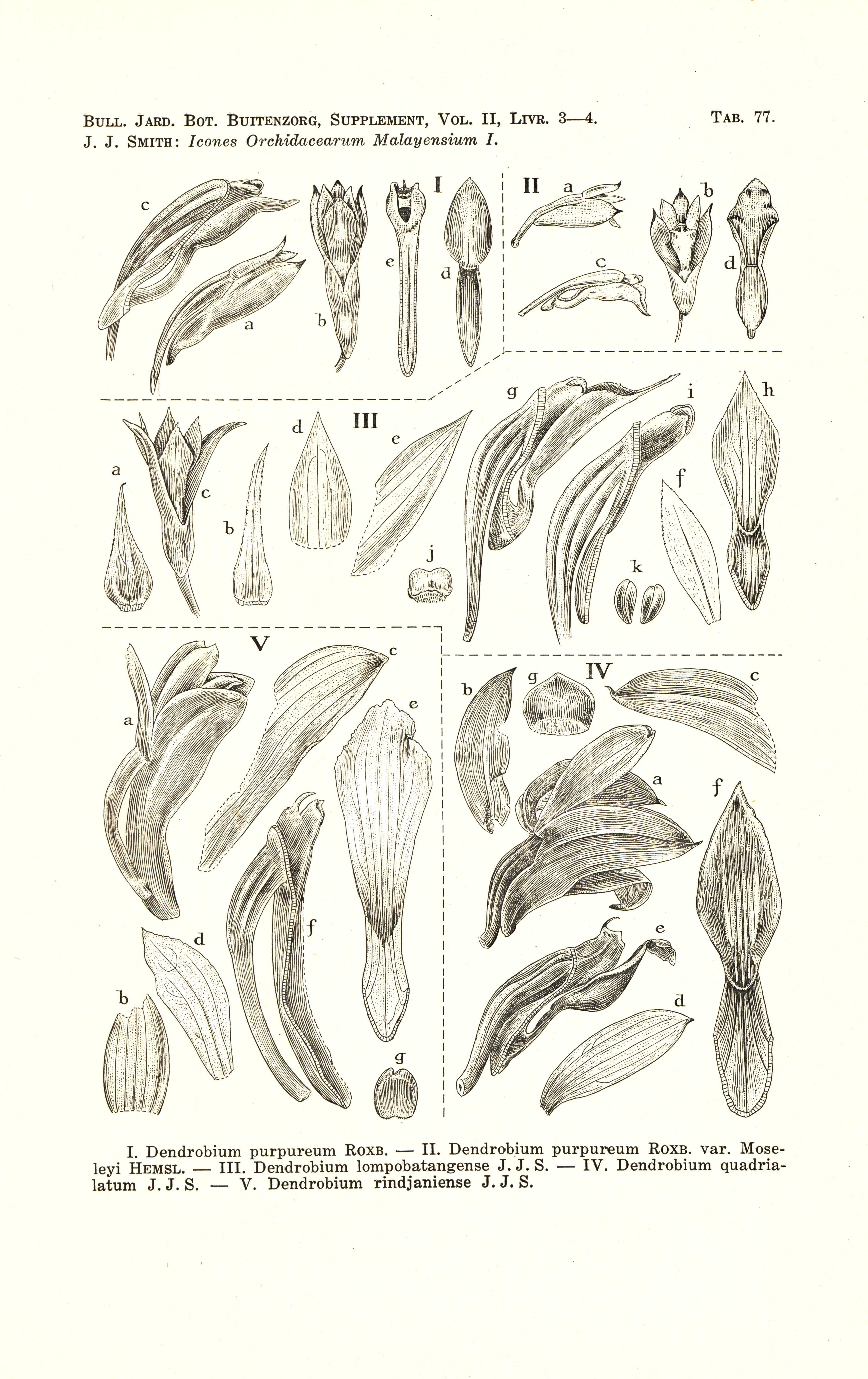 Слика од Dendrobium bracteosum Rchb. fil.