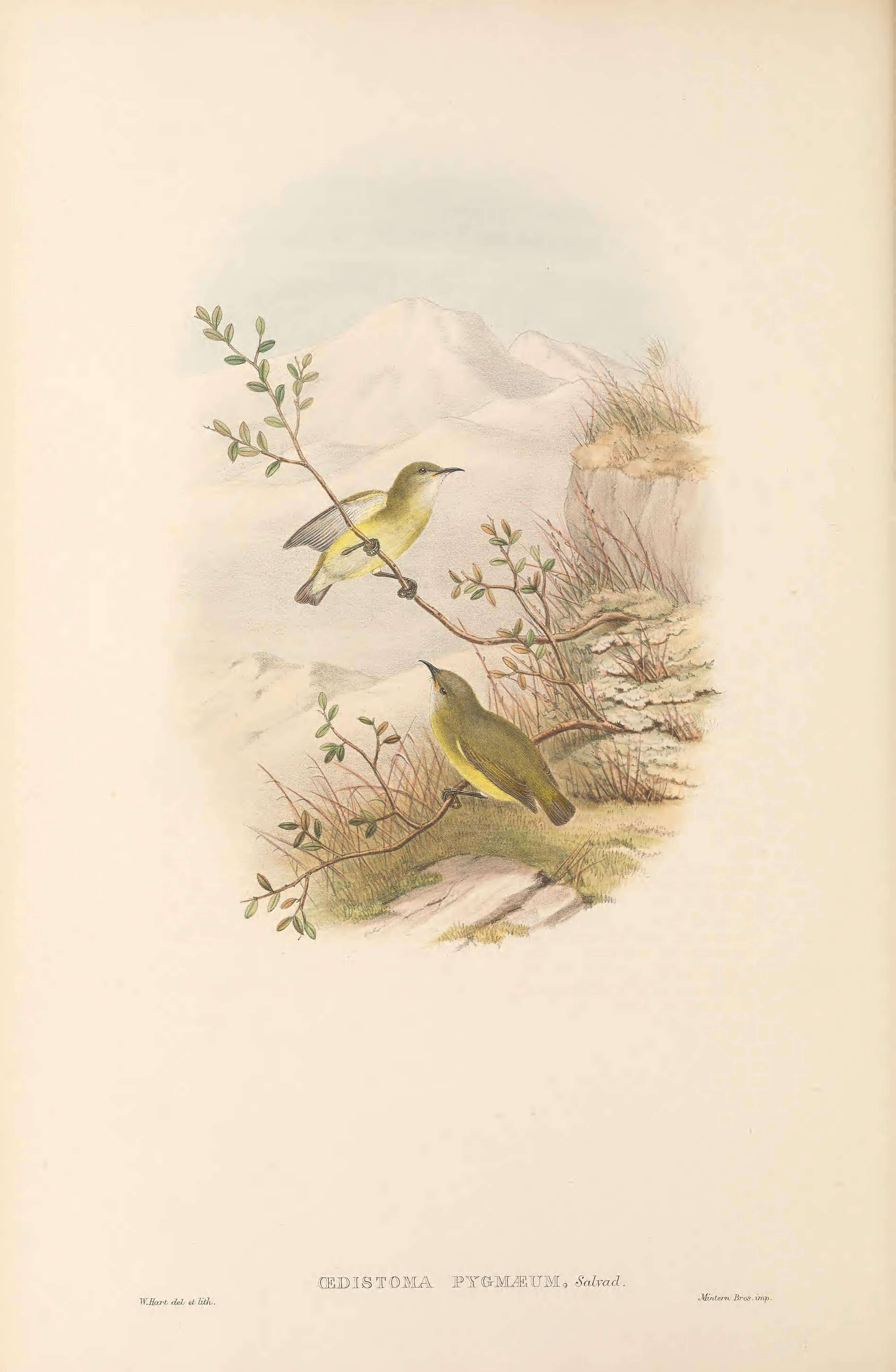 Sivun Oedistoma Salvadori 1876 kuva