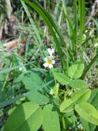 Imagem de Oxalis barrelieri L.