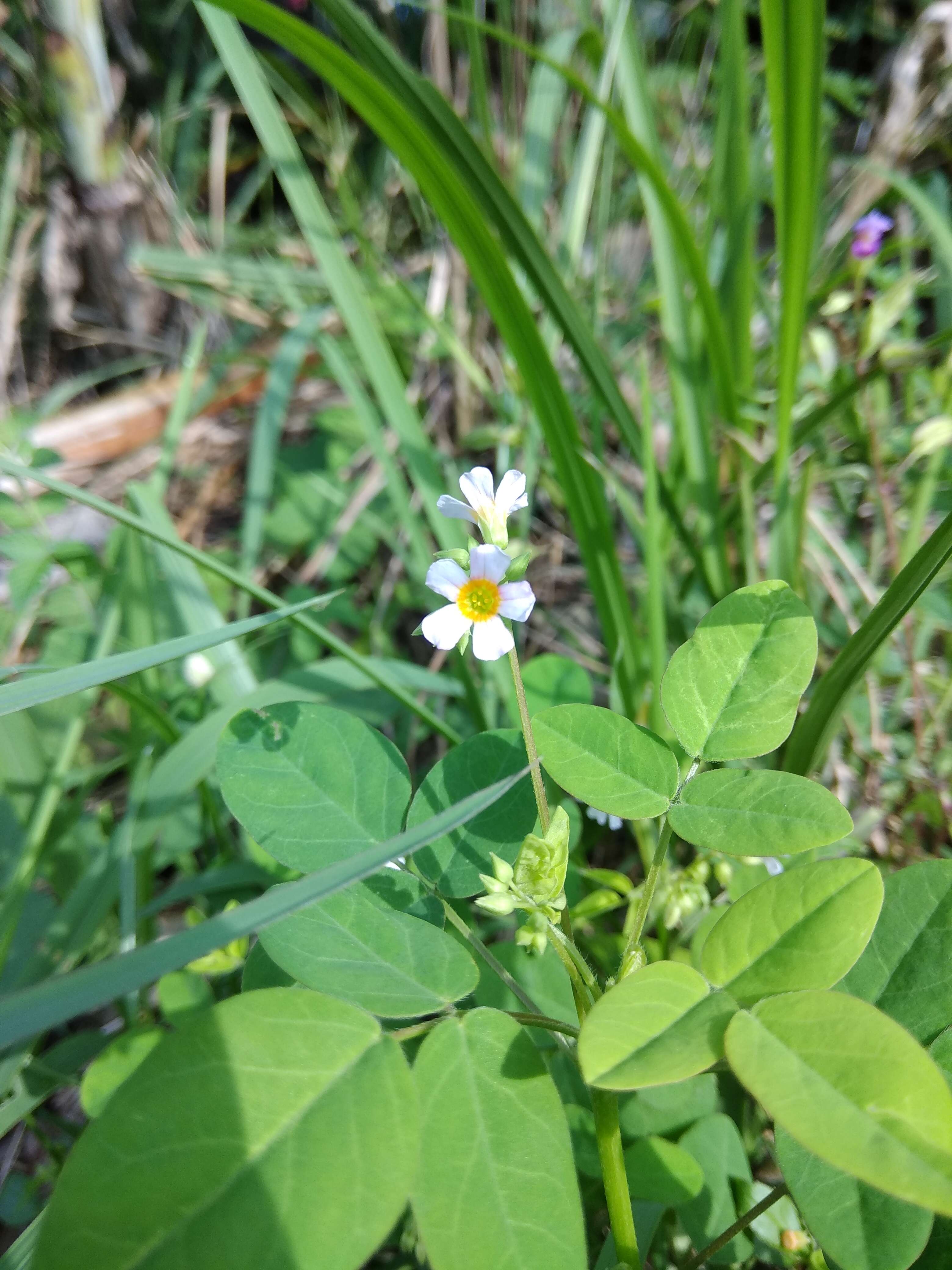 Imagem de Oxalis barrelieri L.