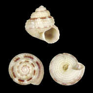 Image of Vanitrochus geertsi Poppe, Tagaro & Dekker 2006