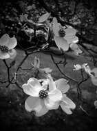 Image of flowering dogwood