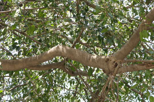 Image of Ficus amplissima Sm.