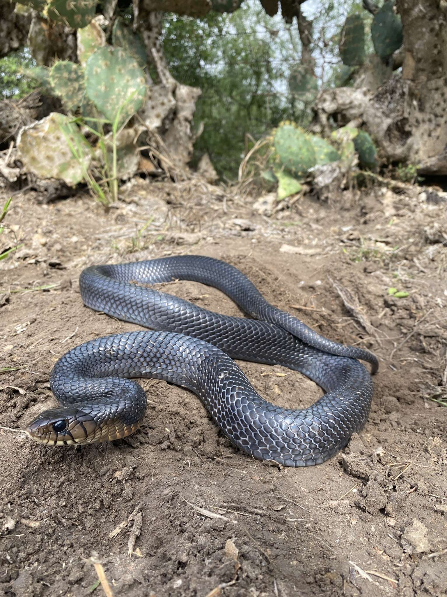 Image of Indigo Snake