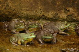 Слика од Lithobates catesbeianus (Shaw 1802)