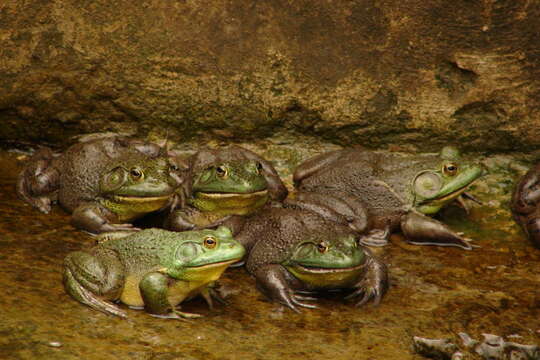 Image of American Bullfrog