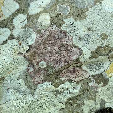 Image of wart lichen