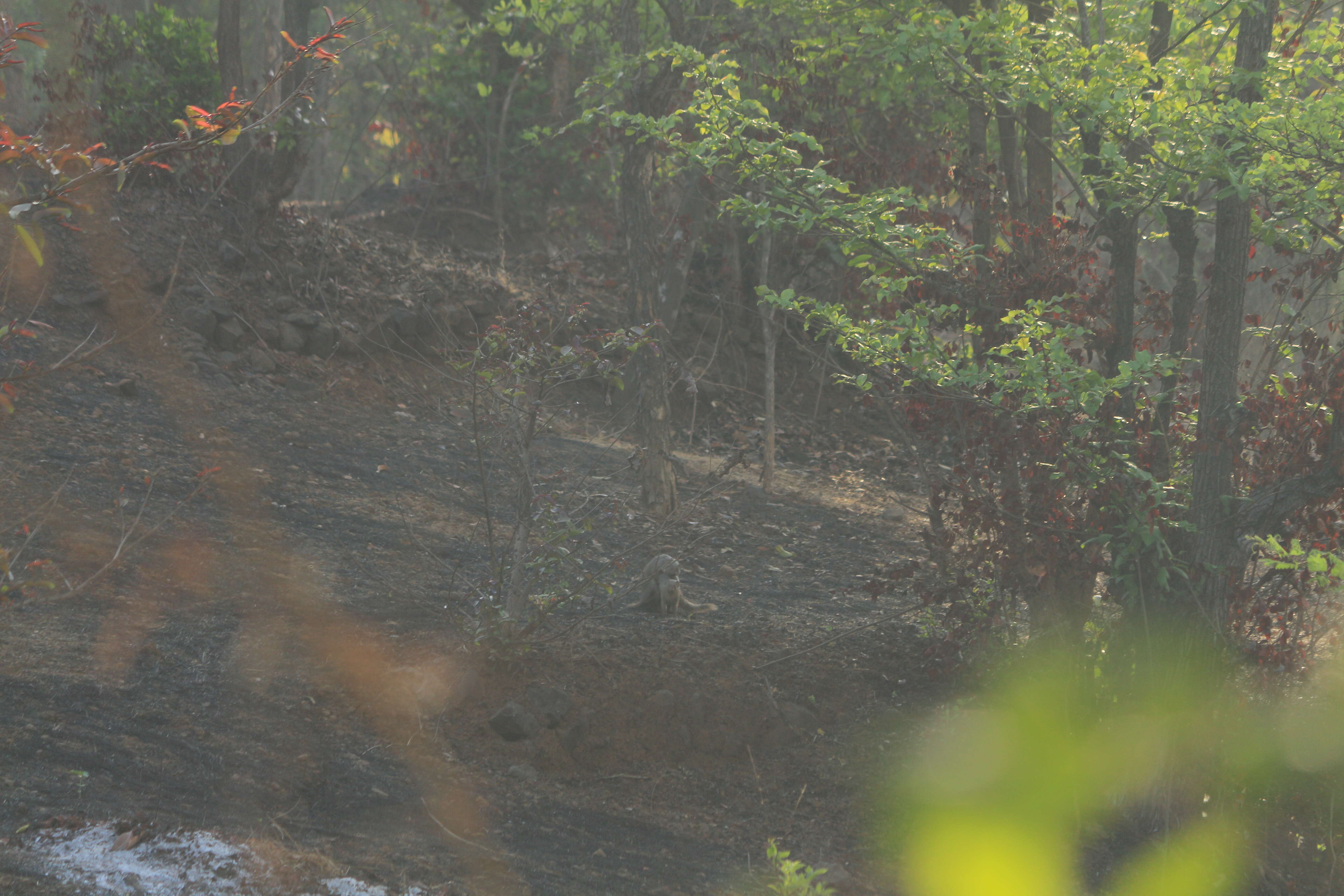 Image of Indian Gray Mongoose