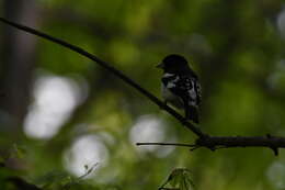 Image of Rose-breasted Grosbeak