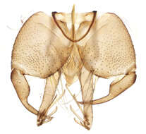 Image of moth flies and sand flies