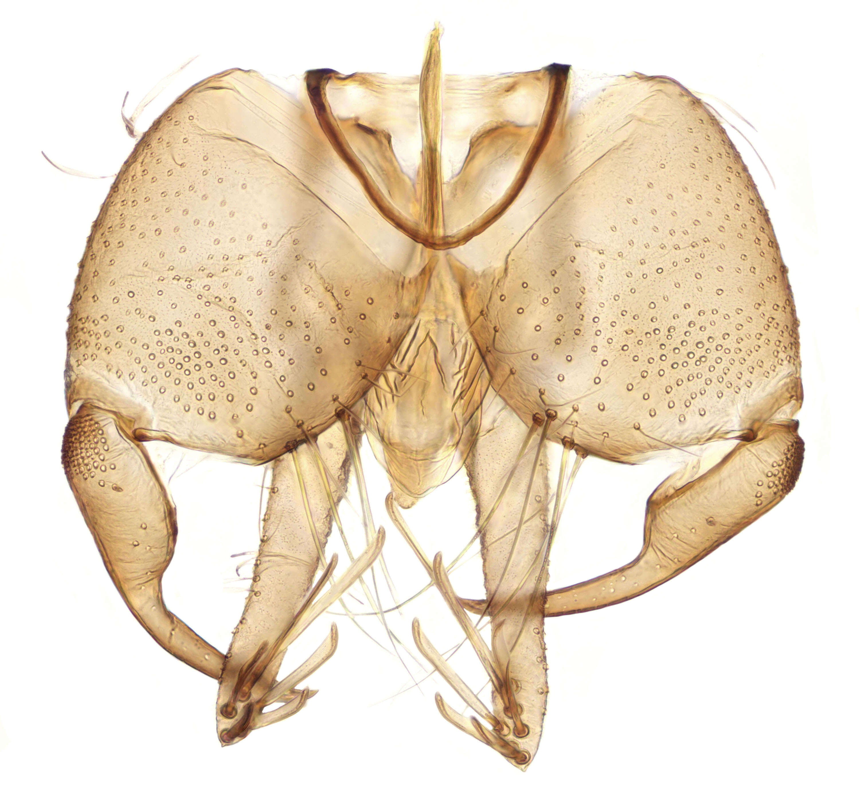 Image of moth flies and sand flies