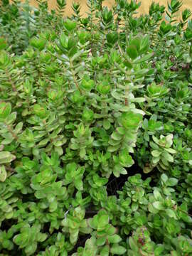 Image of Crassula cultrata L.