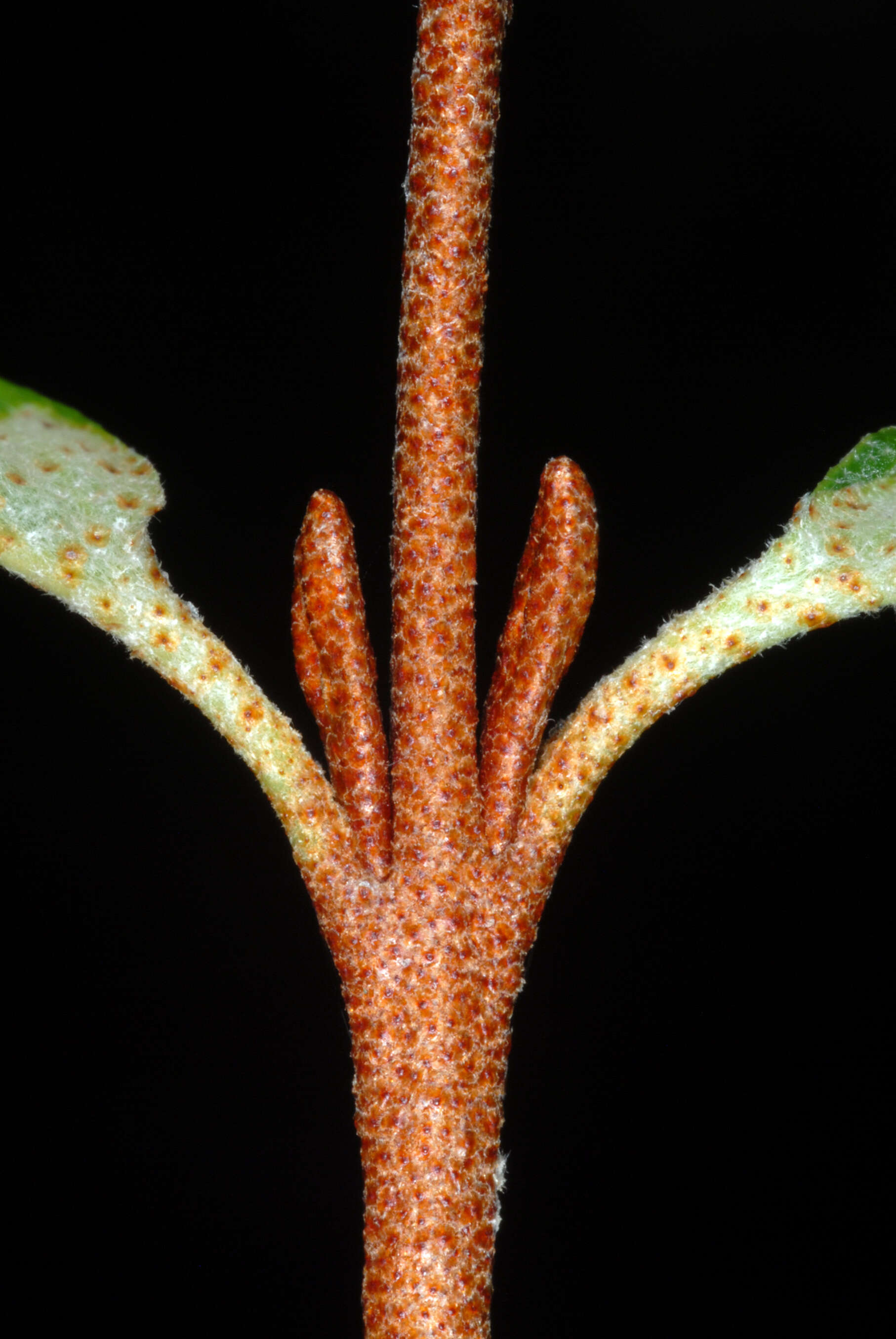 Image of russet buffaloberry