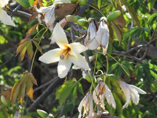 Image de Ceiba insignis (Kunth) P. E. Gibbs & J. Semir