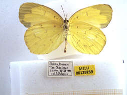 Слика од Eurema hecabe (Linnaeus 1758)