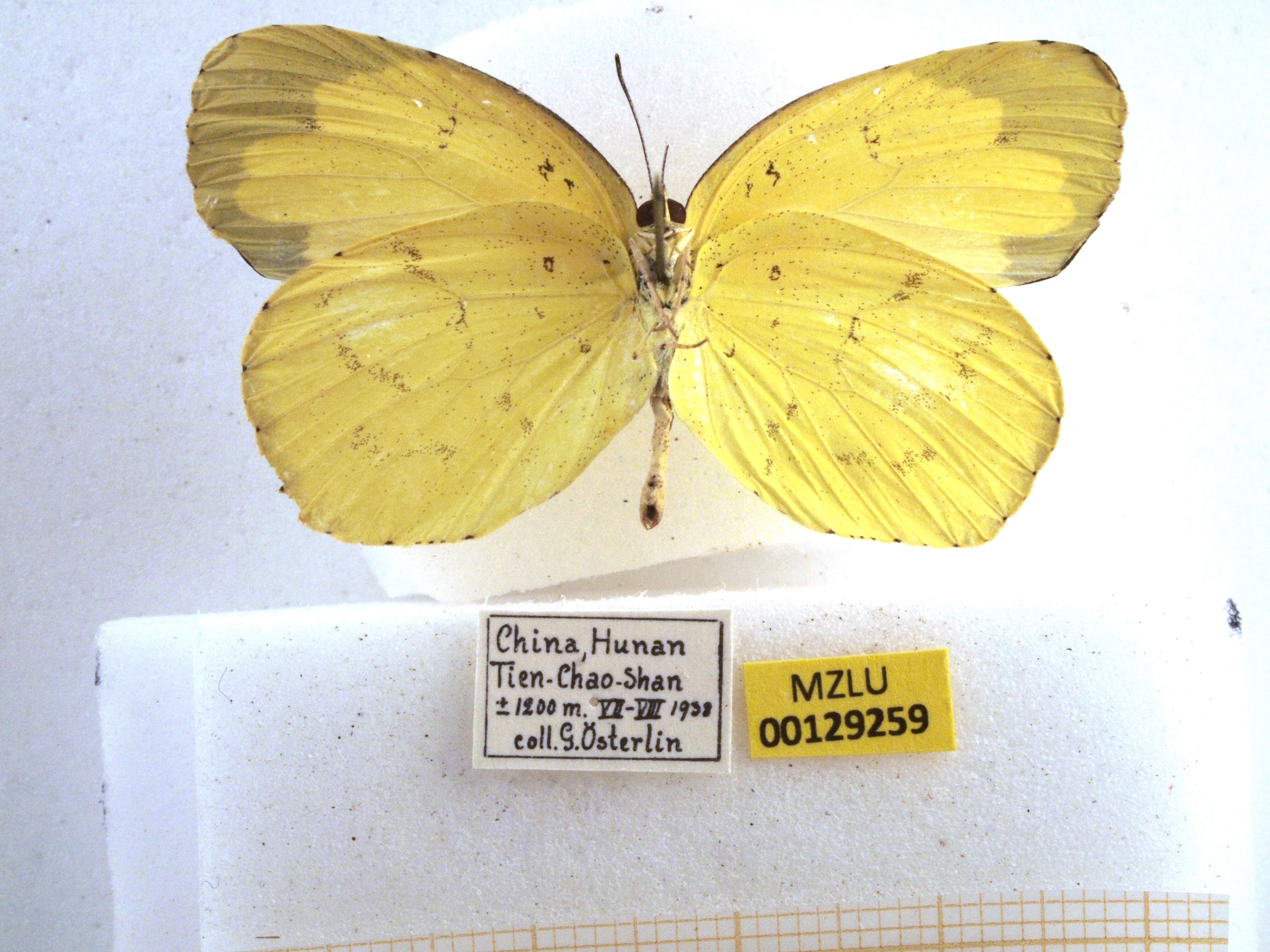 Слика од Eurema hecabe (Linnaeus 1758)