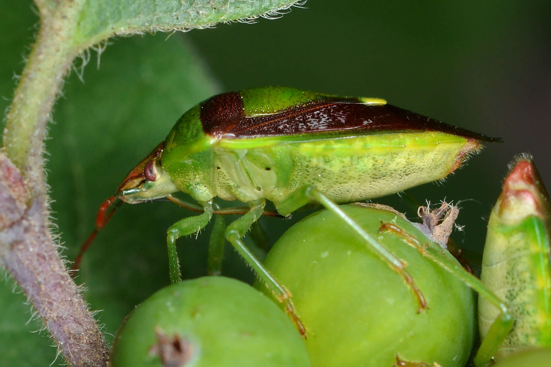 Image de Banasa dimidiata