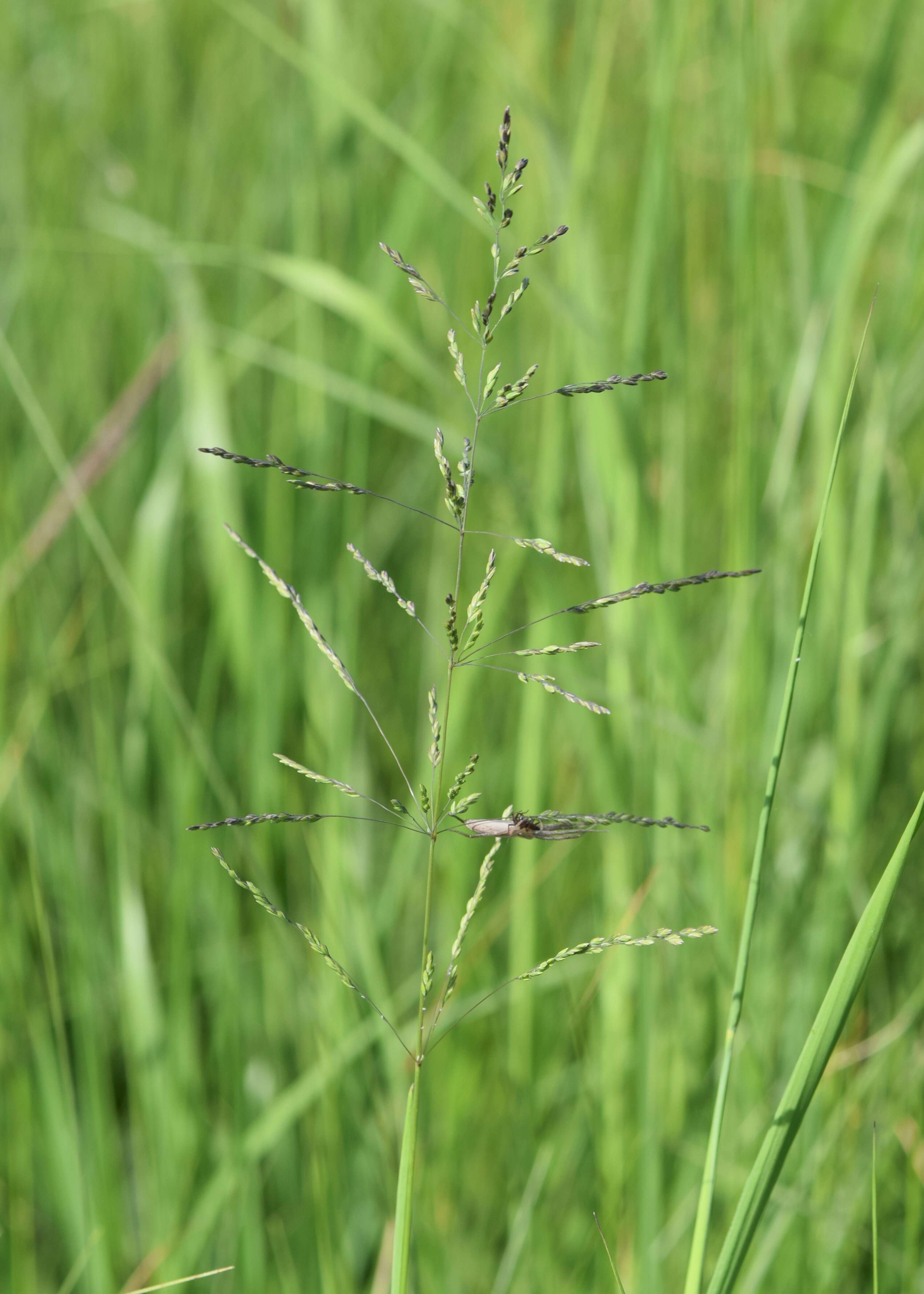 Image of rough bluegrass