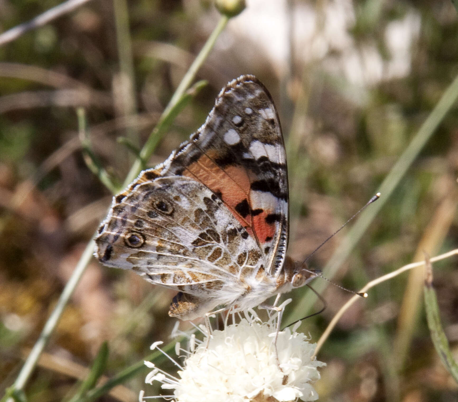 Image of Devil’s Bit Scabious