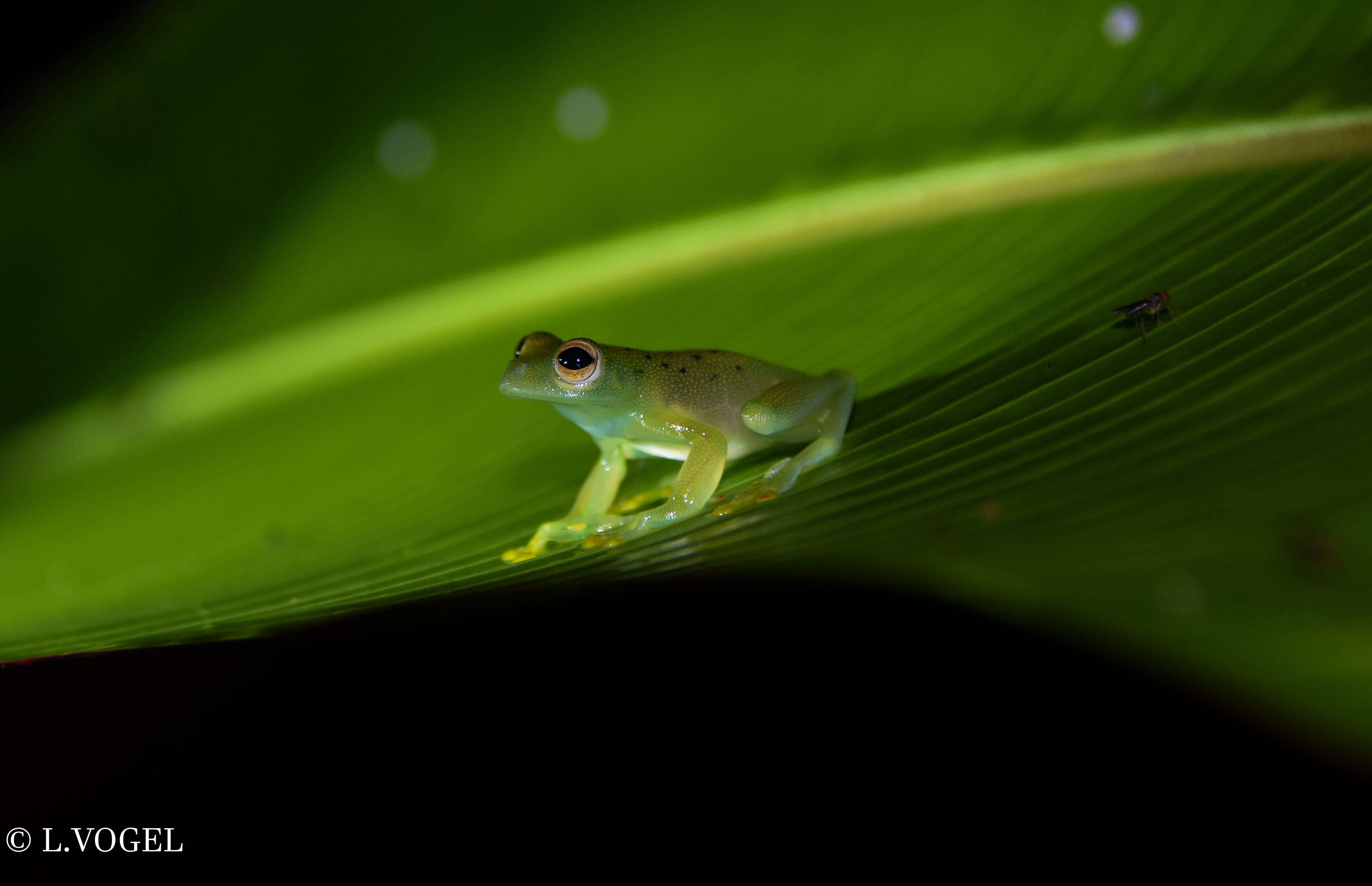 Image of Grainy Cochran Frog