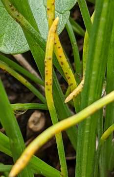 Image de Puccinia liliacearum Duby 1830