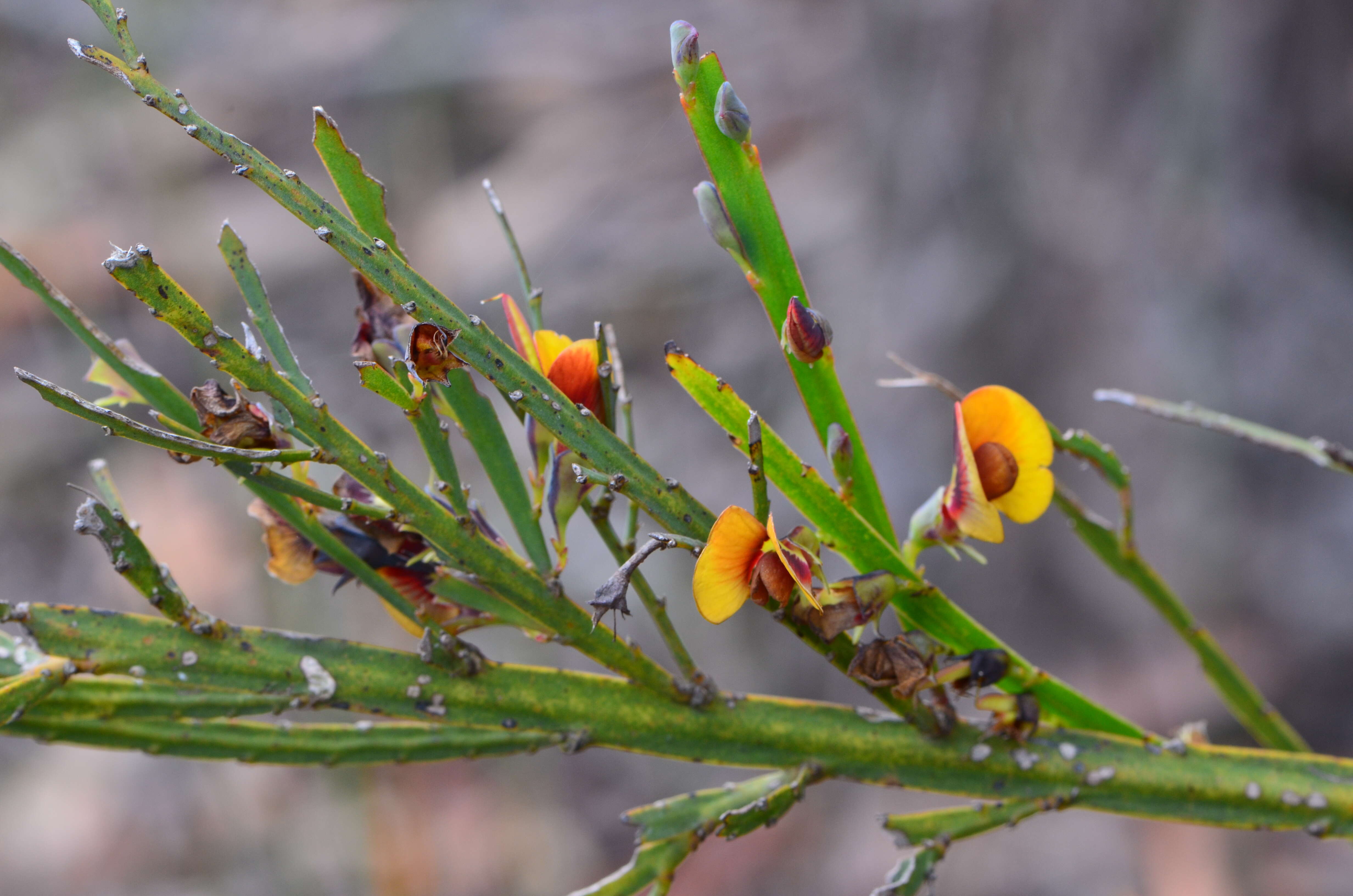 Sivun Bossiaea scolopendria (Andrews) Sm. kuva