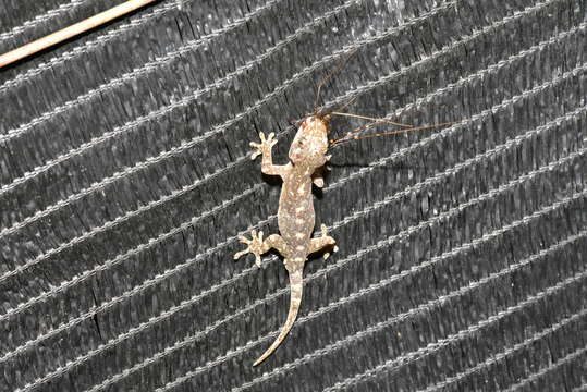 Image of Hokou Gecko