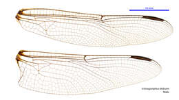 Imagem de Ictinogomphus dobsoni Watson 1969