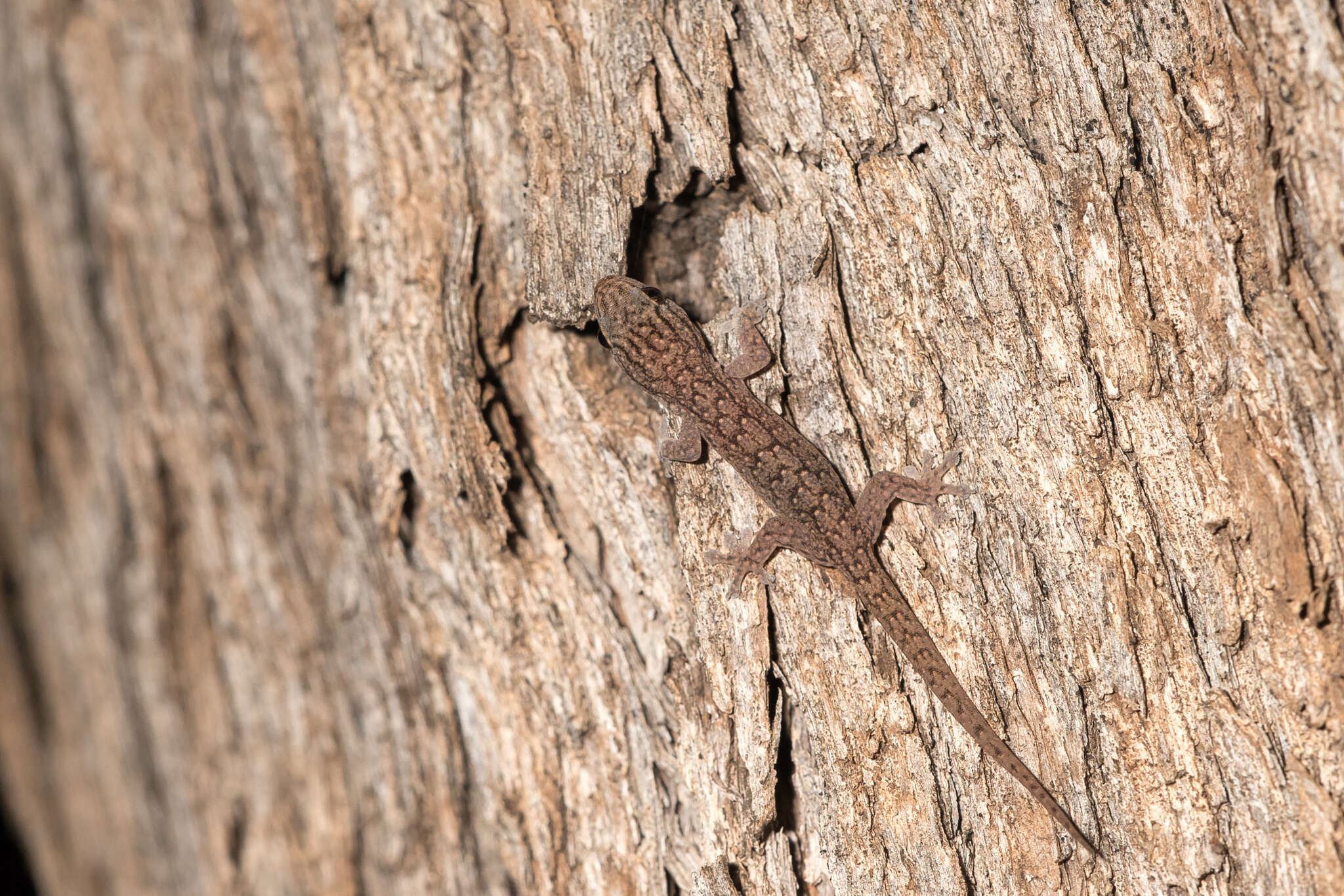 Image of Gehyra versicolor Hutchinson, Sistrom, Donnellan & Hutchinson 2014