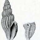 صورة Guraleus semicarinatus