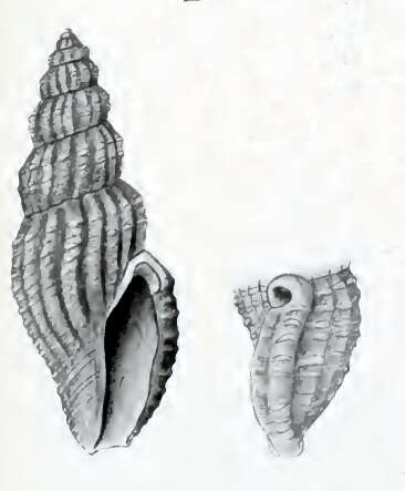 صورة Guraleus semicarinatus