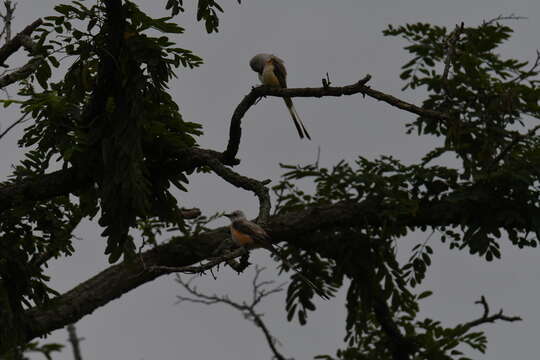 Image of Scissor-tailed Flycatcher