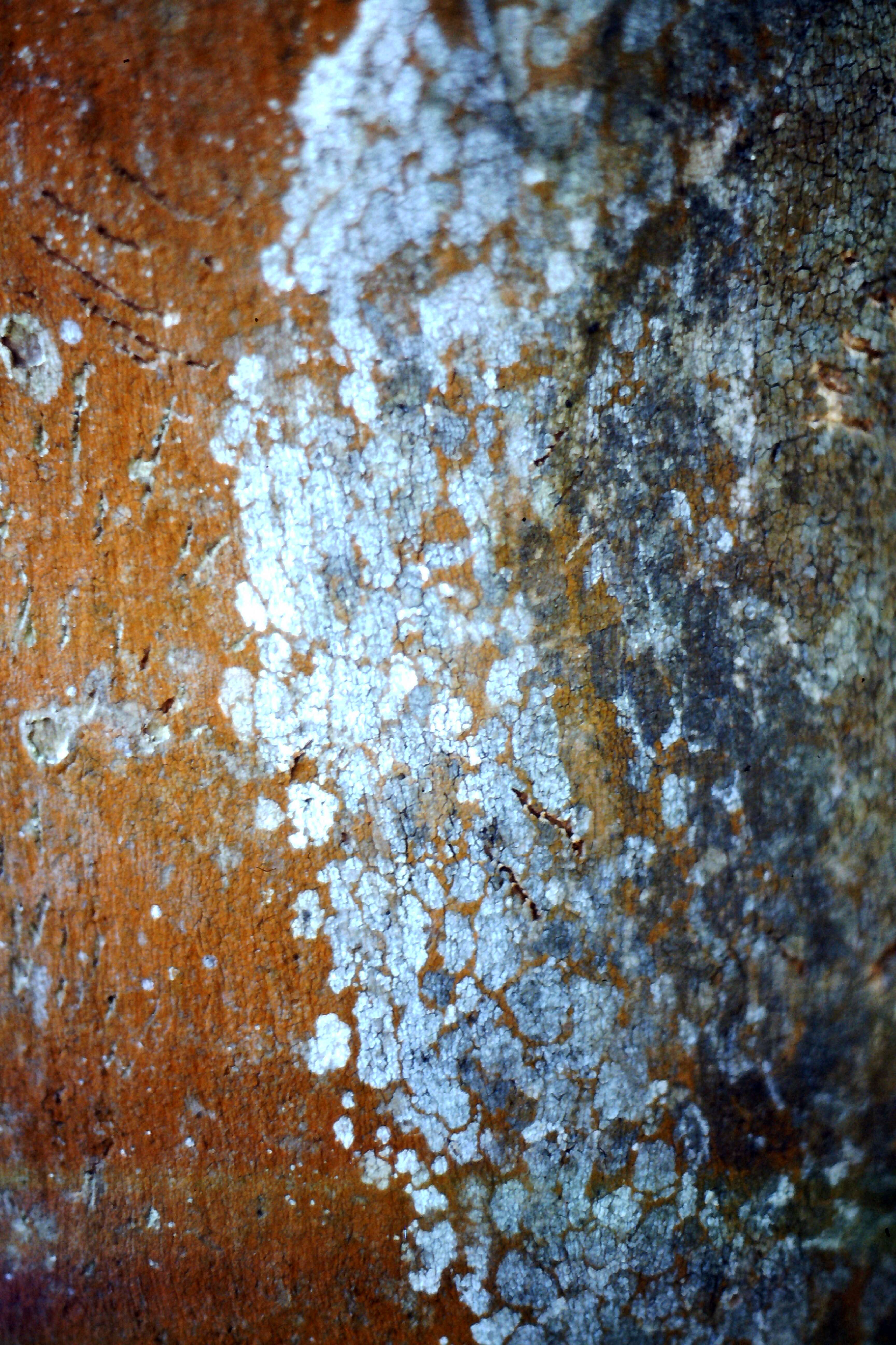 Image of gray gum