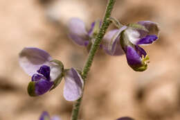 Image of Milkwort