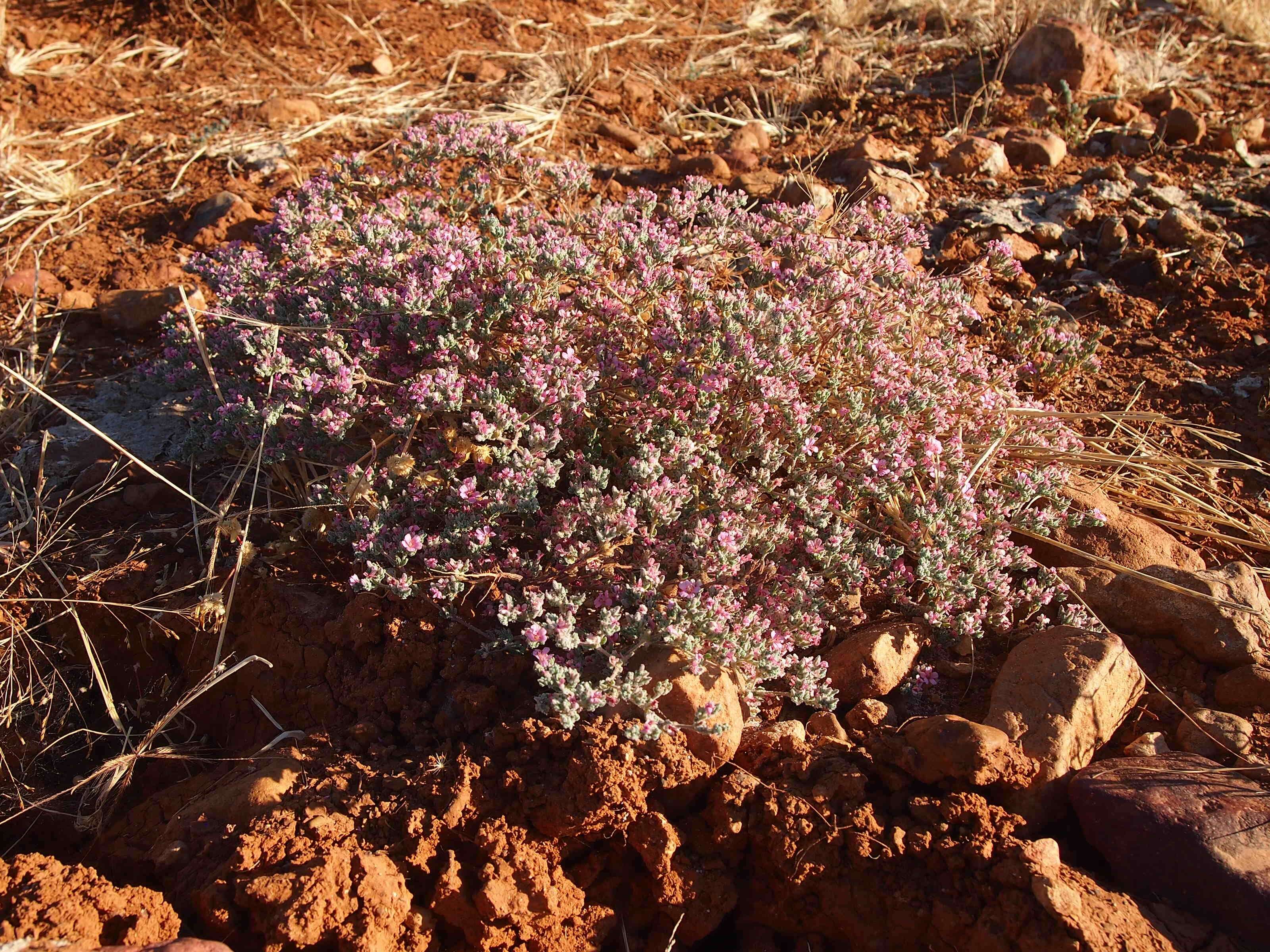 Image of Frankenia serpyllifolia Lindley