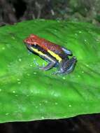 Image of Manu Poison Frog