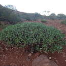 Eremophila flaccida Chinnock resmi