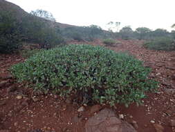 Imagem de Eremophila flaccida Chinnock