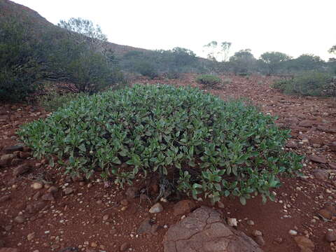 Image of Eremophila flaccida Chinnock