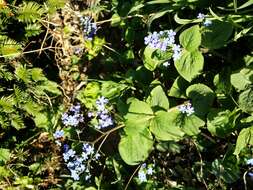 Brunnera macrophylla (Adams) I. M. Johnst. resmi