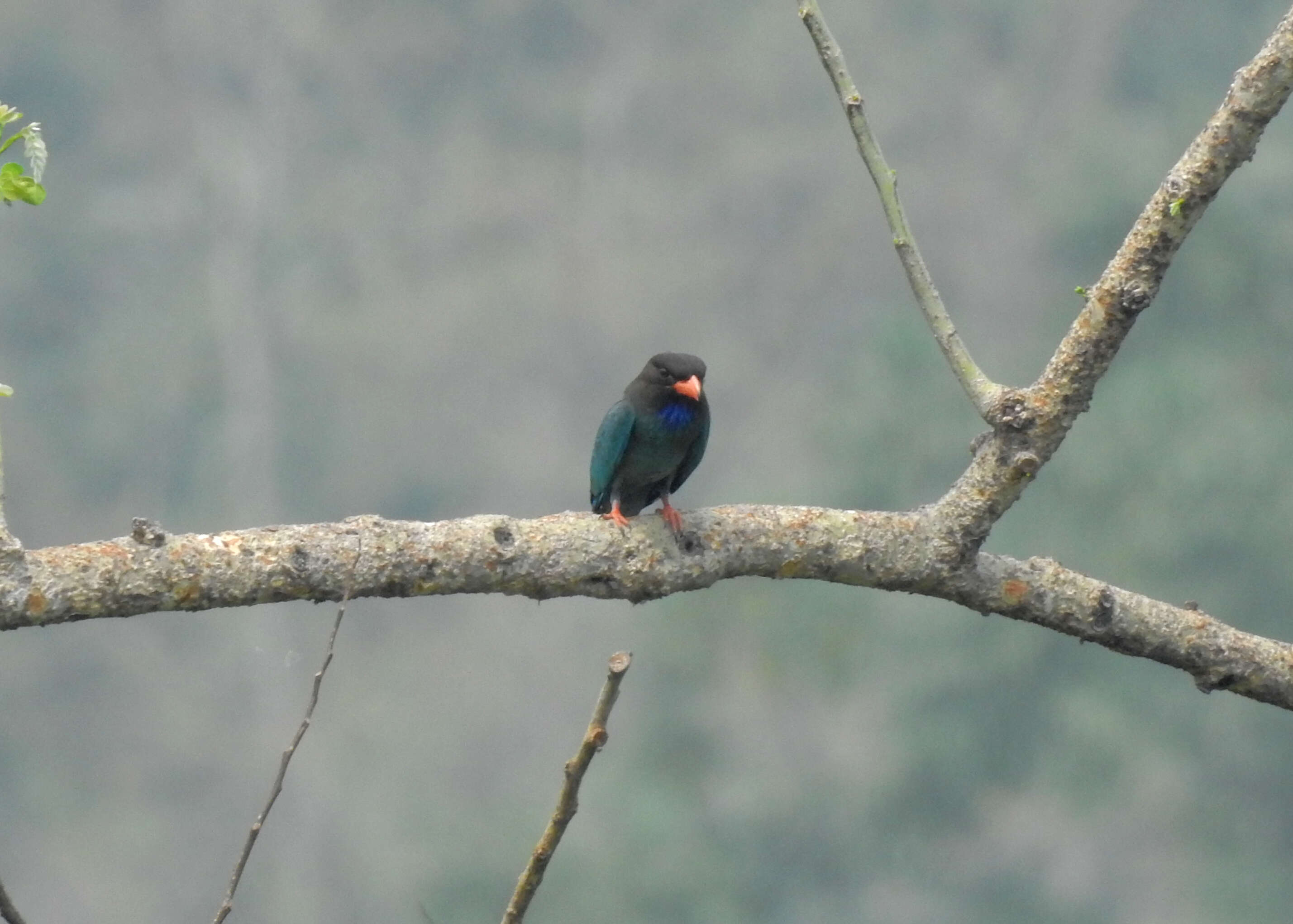 Image of Dollarbird