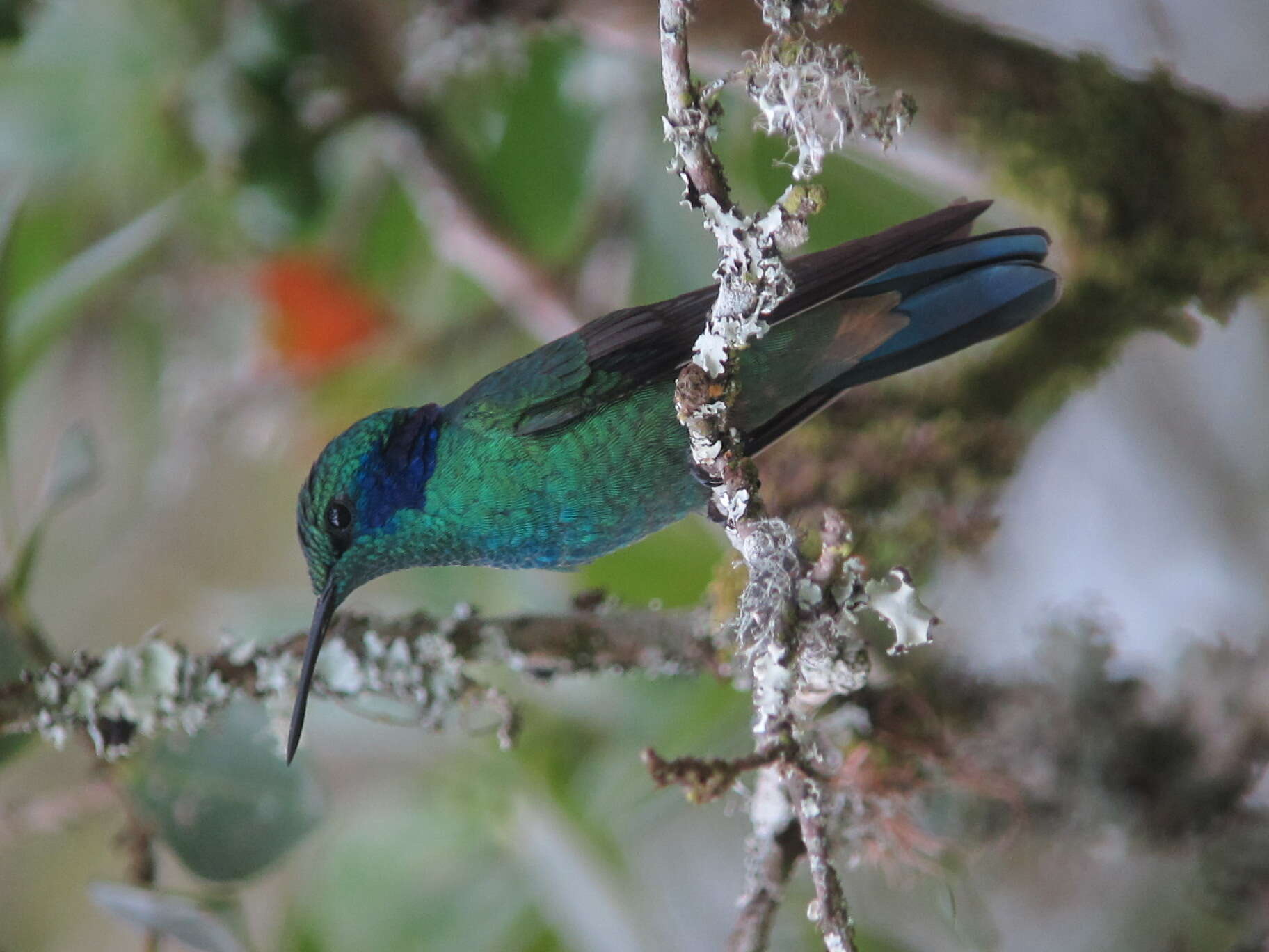 Image of Lesser Violetear