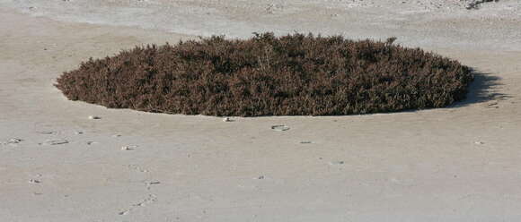 Слика од Salicornia maritima S. L. Wolff & R. L. Jefferies